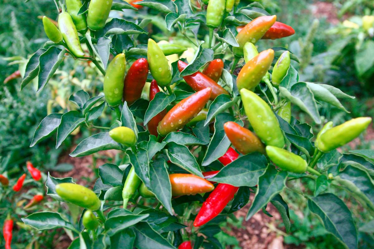 Measuring Chilli Pepper Heat with the Scoville Scale | The Seed Collection